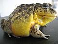 006 -  Pyxicephalus edulis